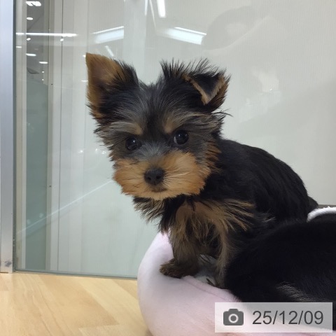 ヨークシャー・テリアの写真