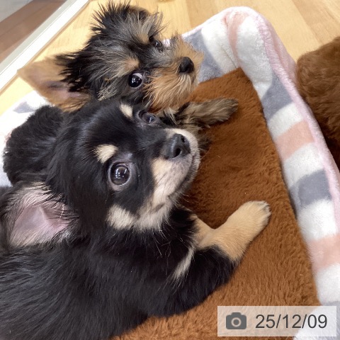 ヨークシャー・テリアの写真