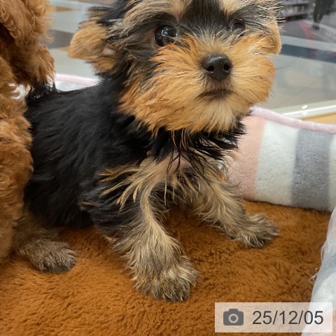 ヨークシャー・テリアの写真