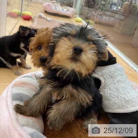 ヨークシャー・テリアの写真