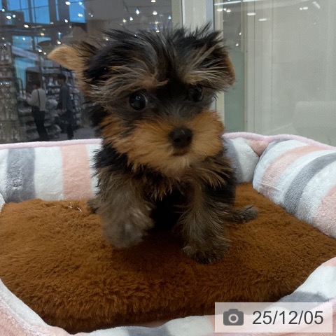 ヨークシャー・テリアの写真