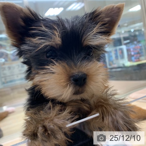 東京都のヨークシャーテリア (ペットプラス アクアシティお台場店/2025年10月2日生まれ/女の子/スチールブルータン)の子犬の4枚目の画像