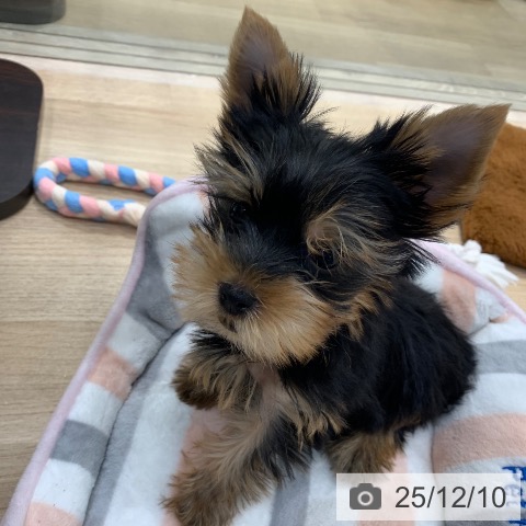 東京都のヨークシャーテリア (ペットプラス アクアシティお台場店/2025年10月2日生まれ/女の子/スチールブルータン)の子犬の3枚目の画像