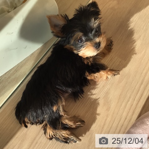 ヨークシャー・テリアの写真