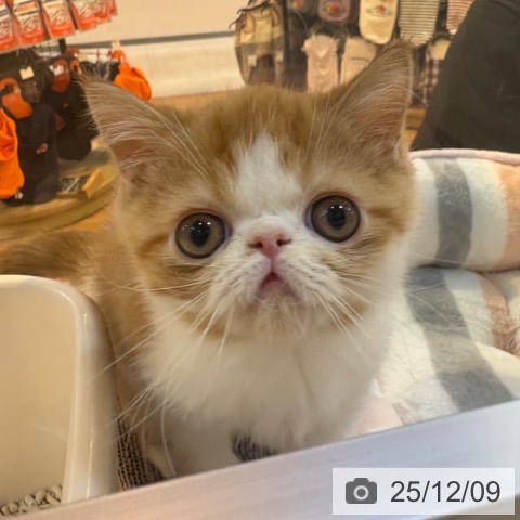 エキゾチックの写真