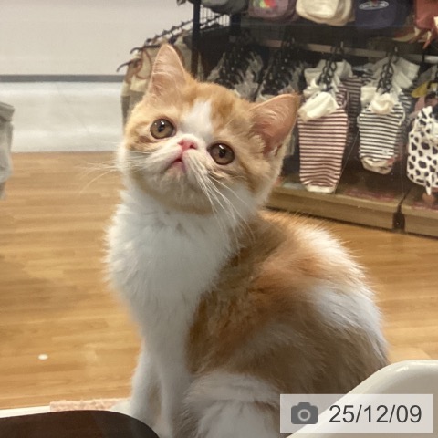 エキゾチックの写真