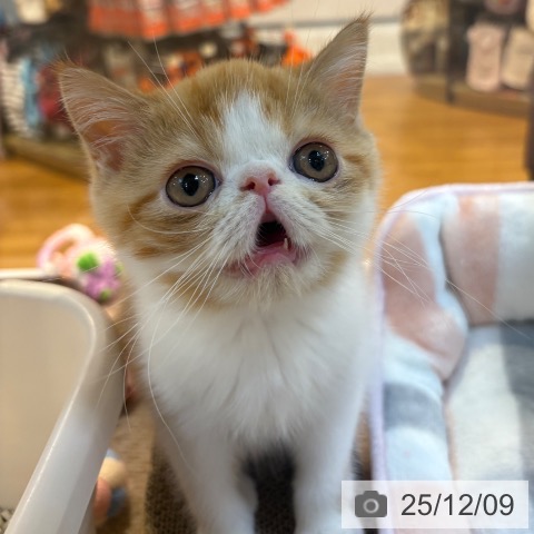 エキゾチックの写真