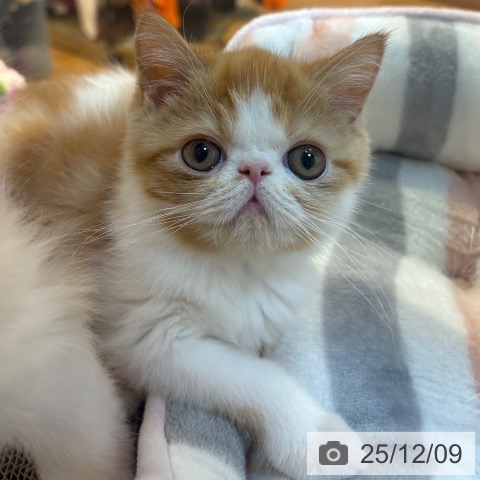 エキゾチックの写真