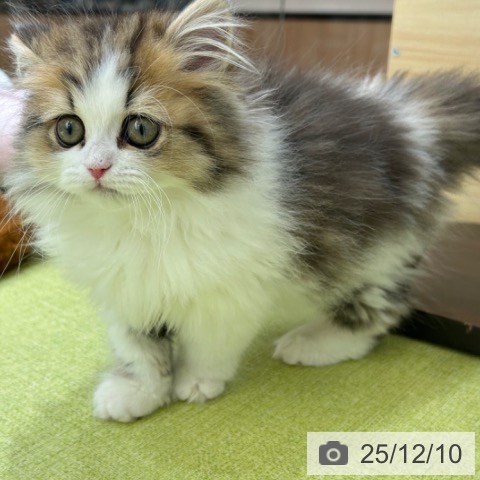 京都府のペルシャ (ペットプラス 京都桂川店/2025年10月3日生まれ/男の子/ブラウンタビーホワイト)の子猫の4枚目の画像