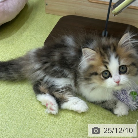 京都府のペルシャ (ペットプラス 京都桂川店/2025年10月3日生まれ/男の子/ブラウンタビーホワイト)の子猫の3枚目の画像
