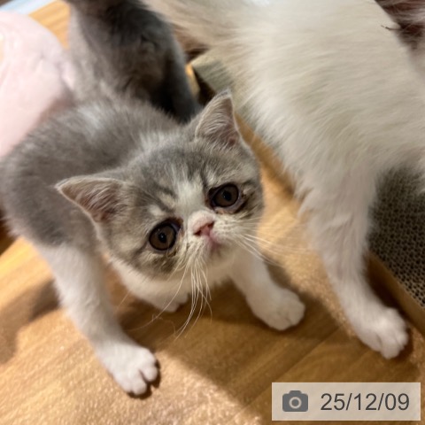 大阪府のエキゾチック (ペットプラス りんくう泉南店/2025年9月27日生まれ/男の子/ブルータビーホワイト)の子猫の4枚目の画像