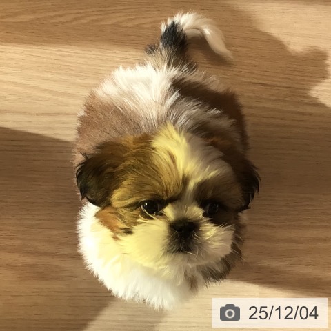 千葉県のシーズー (ペットプラス 幕張新都心店/2025年10月3日生まれ/男の子/ゴールドホワイト)の子犬の3枚目の画像