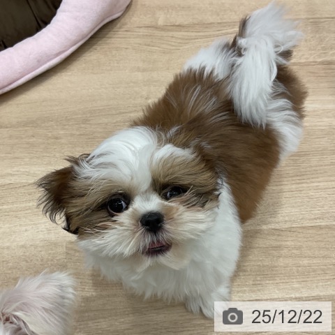 群馬県のシーズー (ペットプラス イオンモール太田店/2025年10月3日生まれ/女の子/ゴールドホワイト)の子犬の3枚目の画像