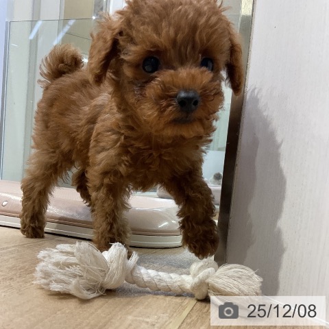 愛知県のトイプードル(トイ) (ペットプラス mozoワンダーシティ店/2025年10月1日生まれ/男の子/レッド)の子犬の4枚目の画像