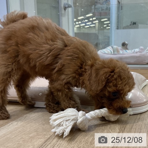 愛知県のトイプードル(トイ) (ペットプラス mozoワンダーシティ店/2025年10月1日生まれ/男の子/レッド)の子犬の3枚目の画像