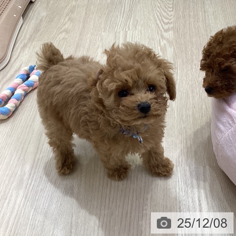 トイ・プードルの写真