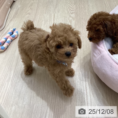 トイ・プードルの写真