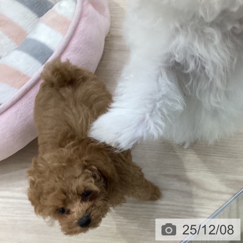 トイ・プードルの写真