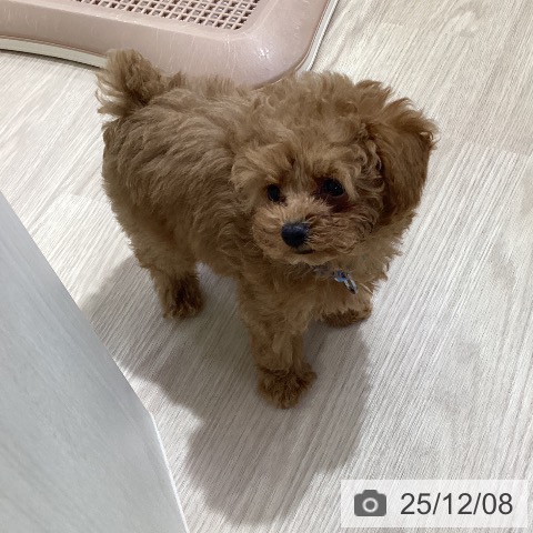 トイ・プードルの写真