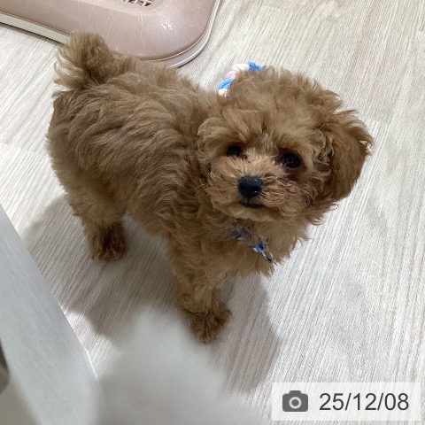 トイ・プードルの写真