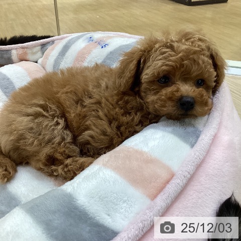 トイ・プードルの写真