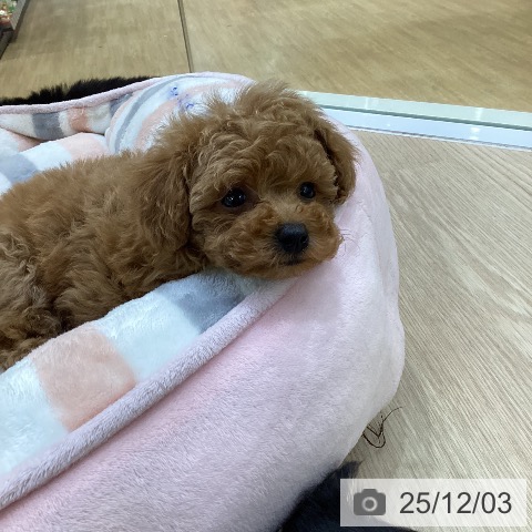 トイ・プードルの写真