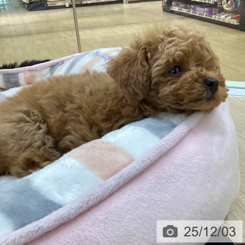 トイ・プードルの写真