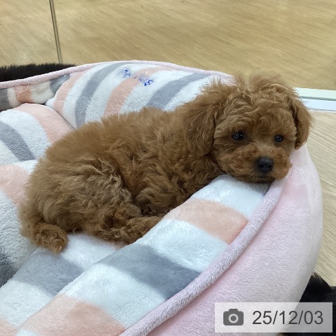 トイ・プードルの写真