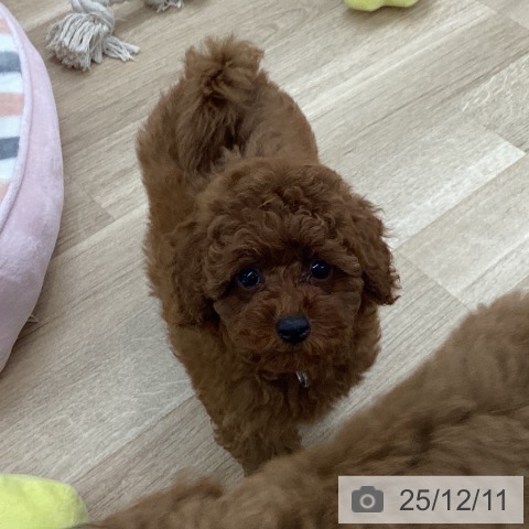 愛知県のトイプードル(トイ) (ペットプラス 千音寺店/2025年10月2日生まれ/男の子/レッド)の子犬の4枚目の画像