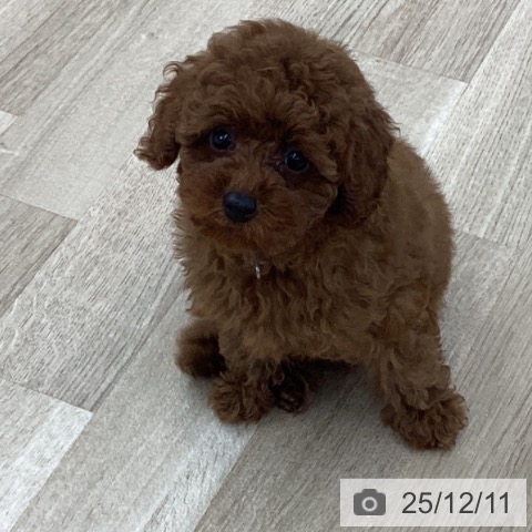 愛知県のトイプードル(トイ) (ペットプラス 千音寺店/2025年10月2日生まれ/男の子/レッド)の子犬の3枚目の画像