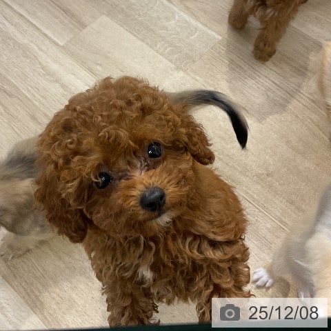 愛知県のトイプードル(トイ) (ペットプラス mozoワンダーシティ店/2025年10月2日生まれ/女の子/レッド)の子犬の4枚目の画像