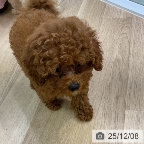 愛知県のトイプードル(トイ) (ペットプラス mozoワンダーシティ店/2025年10月2日生まれ/女の子/レッド)の子犬の3枚目の画像