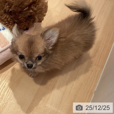 三重県のチワワ(ロング) (ペットプラス 東員店/2025年9月28日生まれ/男の子/レッド)の子犬の4枚目の画像