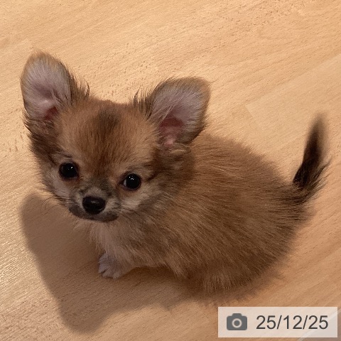 三重県のチワワ(ロング) (ペットプラス 東員店/2025年9月28日生まれ/男の子/レッド)の子犬の3枚目の画像