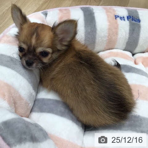 岐阜県のチワワ(ロング) (ペットプラス 各務原店/2025年9月28日生まれ/女の子/レッドホワイト)の子犬の4枚目の画像