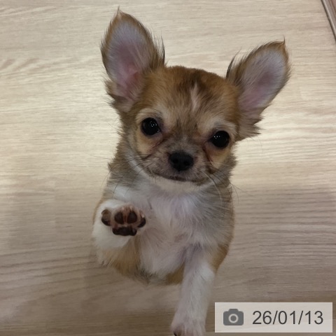 愛知県のチワワ(ロング) (ペットプラス イオンモール長久手店/2025年9月28日生まれ/女の子/レッドホワイト)の子犬の3枚目の画像