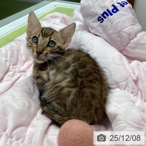 大阪府のベンガル (ペットプラス ららぽーと和泉店/2025年9月30日生まれ/男の子/ブラウンスポットタビー)の子猫の4枚目の画像