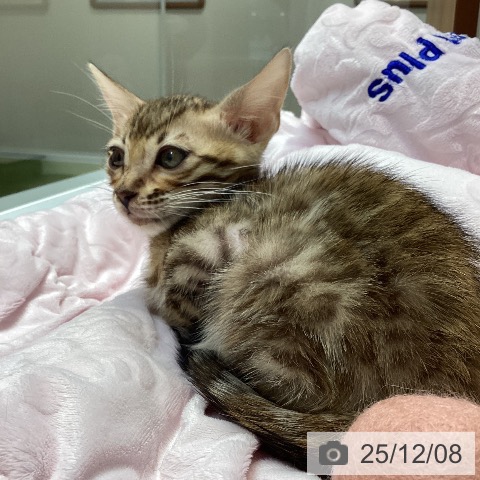 大阪府のベンガル (ペットプラス ららぽーと和泉店/2025年9月30日生まれ/男の子/ブラウンスポットタビー)の子猫の3枚目の画像