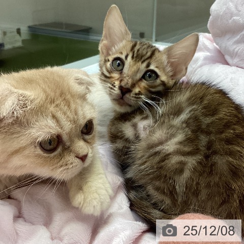 大阪府のベンガル (ペットプラス ららぽーと和泉店/2025年9月30日生まれ/男の子/ブラウンスポットタビー)の子猫の4枚目の画像