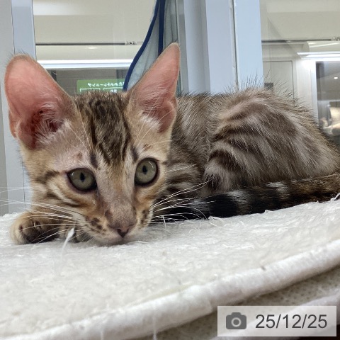 大阪府のベンガル (ペットプラス ららぽーと和泉店/2025年9月30日生まれ/男の子/ブラウンスポットタビー)の子猫の3枚目の画像