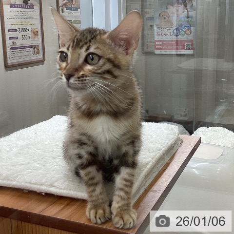 大阪府のベンガル (ペットプラス ららぽーと和泉店/2025年9月30日生まれ/男の子/ブラウンスポットタビー)の子猫の3枚目の画像