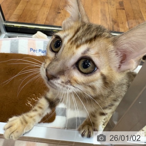 京都府のベンガル (ペットプラス 久御山店/2025年9月30日生まれ/女の子/ブラウンスポットタビー)の子猫の3枚目の画像