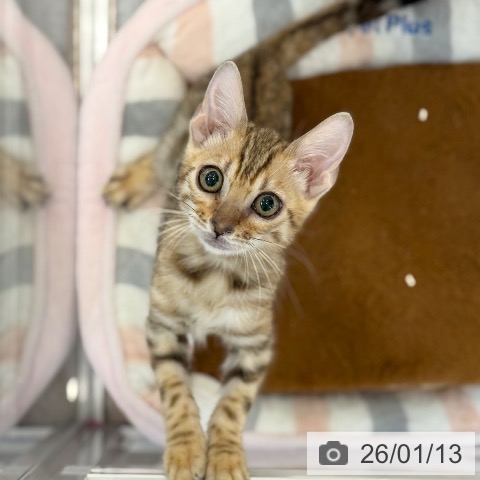 京都府のベンガル (ペットプラス 久御山店/2025年9月30日生まれ/女の子/ブラウンスポットタビー)の子猫の4枚目の画像