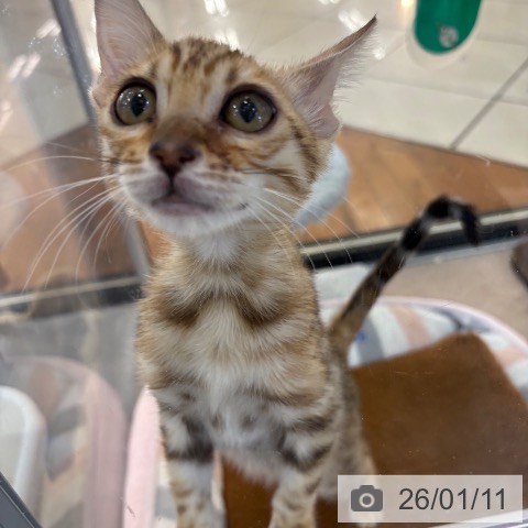 京都府のベンガル (ペットプラス 久御山店/2025年9月30日生まれ/女の子/ブラウンスポットタビー)の子猫の3枚目の画像