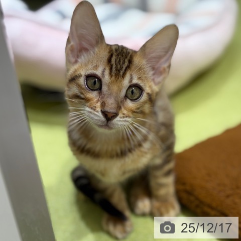 京都府のベンガル (ペットプラス 京都桂川店/2025年9月30日生まれ/女の子/ブラウンスポットタビー)の子猫の4枚目の画像