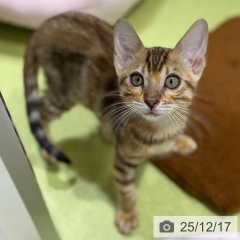 京都府のベンガル (ペットプラス 京都桂川店/2025年9月30日生まれ/女の子/ブラウンスポットタビー)の子猫の3枚目の画像