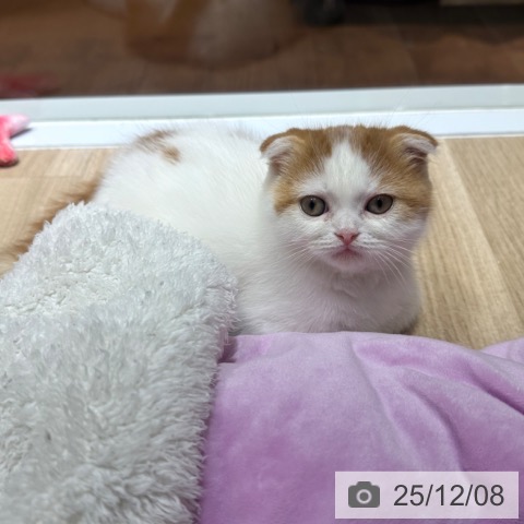 スコティッシュフォールドの写真