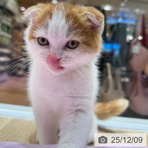 スコティッシュフォールドの写真