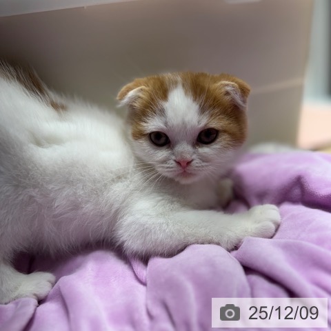 スコティッシュフォールドの写真