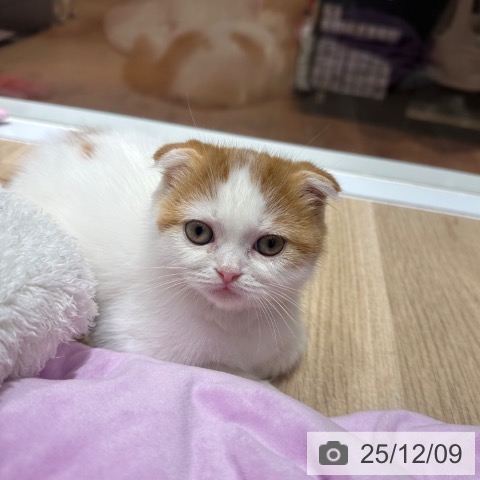 スコティッシュフォールドの写真